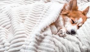 napping dog