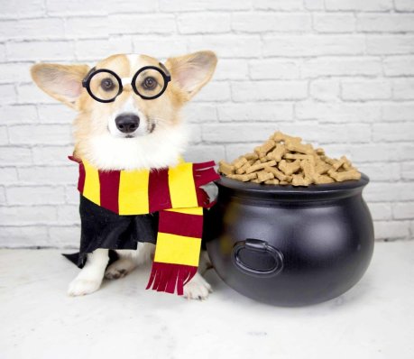 Harry+Potter+Birthday+Party+for+Dogs+on+The+Dapple+Dog+Lifestyle+Blog
