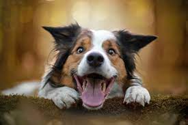 dog hello