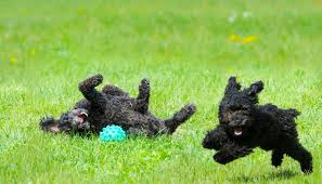playtime